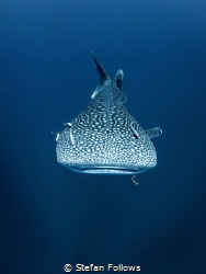 Teardrop

Whale Shark - Rhincodon typus

Sail Rock, T... by Stefan Follows 